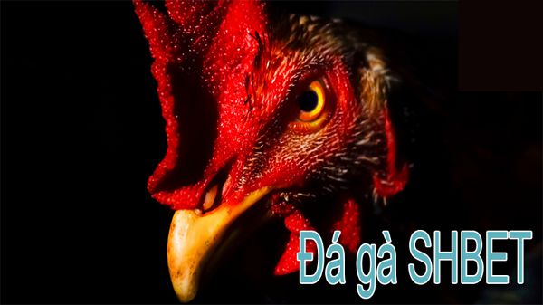 Hướng dẫn tải ứng dụng 365Vn rất đơn giản và nhanh chóng - 365Vn
