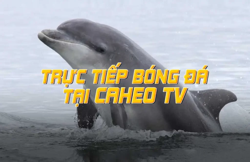 11Bet 11Bet Trò chơi đa dạng - 11Bet