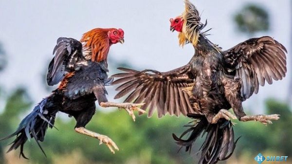 M88 có những chương trình khuyến mãi hấp dẫn nào? - M88